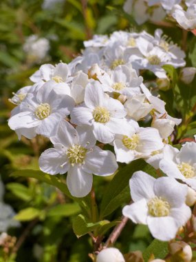 Bridalreath Spirea: Spiraea Cantoniensis, Spirea familyasından bir bitki türü..