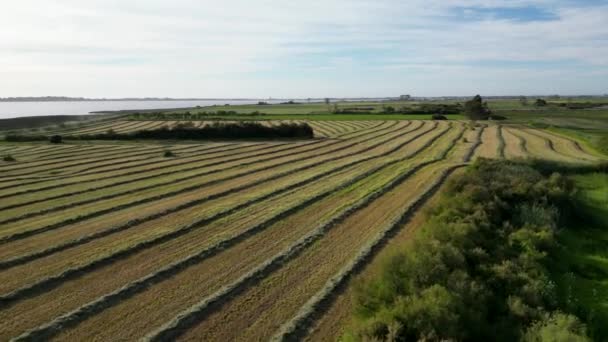 Légi Felvétel Murtosa Torkolat Művelt Földjeiről Aveiro Portugália — Stock videók