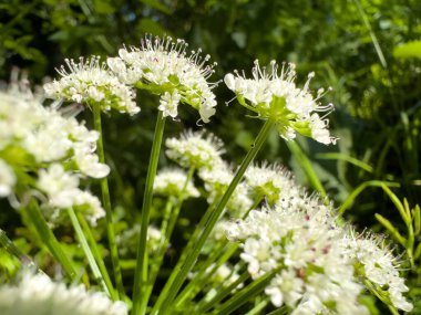 Su damlası yeşil arka planda yabani çiçek.