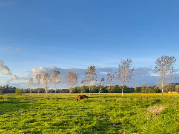Cavalo Pastando Campo Verde Com Árvores Dia Claro Durante Pôr — Fotografia de Stock
