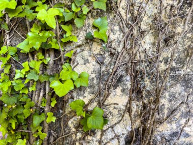 Arka plan, sarmaşık Hera 'nın örttüğü bir duvar tarafından oluşturuldu.