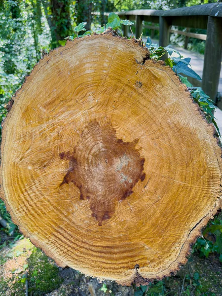 Wood tree section with cracks and annual rings. Natural organic texture with cracked and rough surface. Flat wooden surface with annual rings.