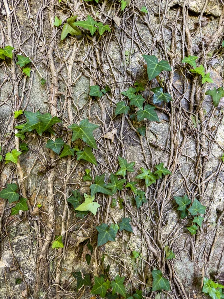 Background Formed Wall Covered Creeper Hera — Stock Photo, Image