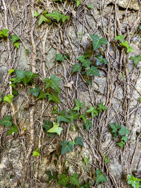 Arrière Plan Formé Par Mur Couvert Par Rampant Hera — Photo