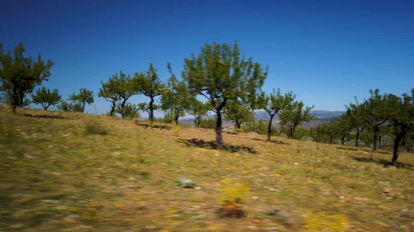 Мигдальне Дерево Пейзаж Тлі Блакитного Неба — стокове фото