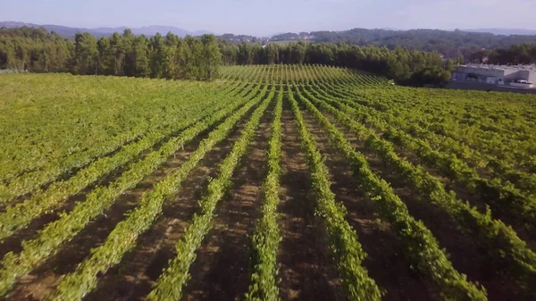 Вид Повітря Ряди Виноградної Лози Виноградник Португалія — стокове фото