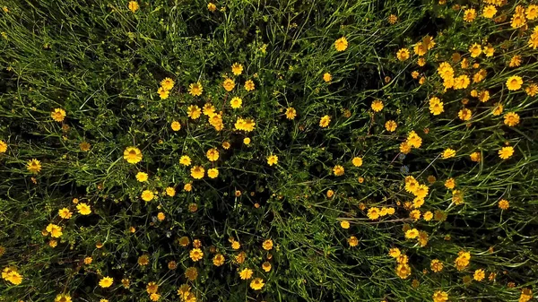 黄色のヒナギク フィールド ドローン映像の空撮 — ストック写真