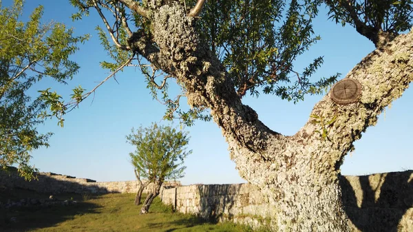 Вид Миндальные Деревья Замке Нумао Совет Вила Нова Фос Коа — стоковое фото