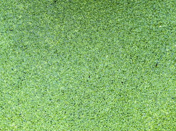 Top View Lemna Minor Also Known Duckweed — Stock Photo, Image