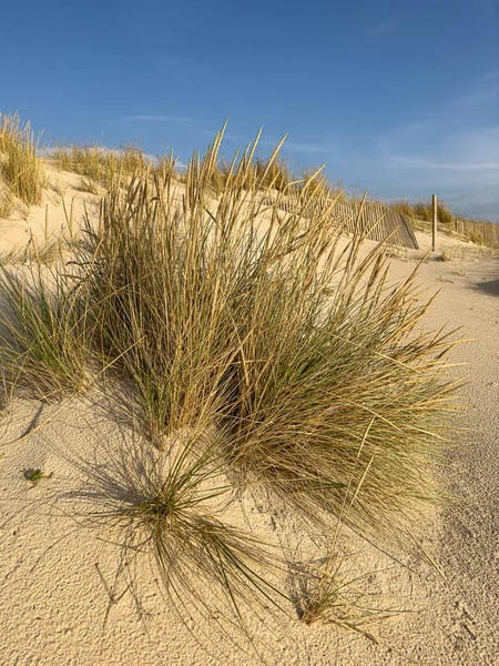 Strandgras Auf Dünenlandschaft Strand Von Furadouro Ovar Portugal — Stockfoto