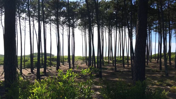 Looking Sun Shining Pine Trees — Stock Photo, Image