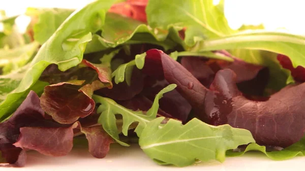 Salatblanding Med Salatsaus Salatsennep Salatsikori Vårsalat Isolert Hvit Bakgrunn – stockfoto