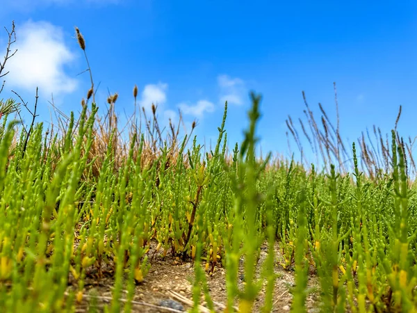 stock image Green samphire or salicornia plants in sand at the seashore.