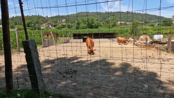 Braune Kühe Auf Einem Bauernhof Der Nähe Des Flusses Arda — Stockvideo