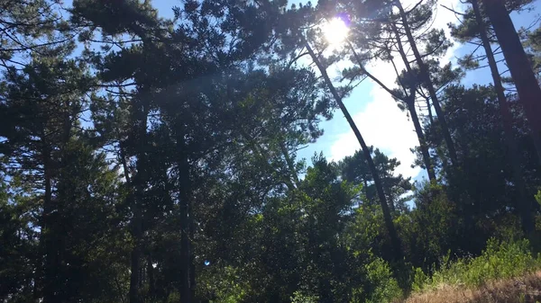 松の木を通して輝く太陽を見上げてください — ストック写真