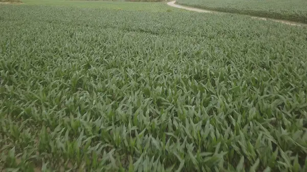 Вид Повітря Кукурудзяне Поле Похмурий День — стокове фото