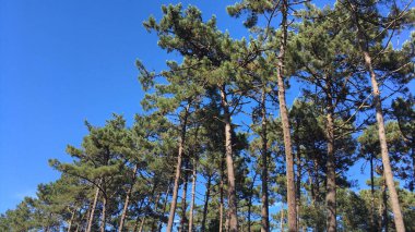 Çam ağaçları arasından parlayan güneşe bakarak.