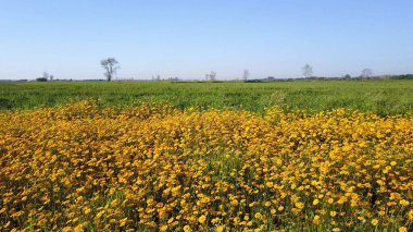 Sarı papatya alan, sağdan sola üzerinde slayt sinek, 4 k dron görüntüleri havadan görünümü.