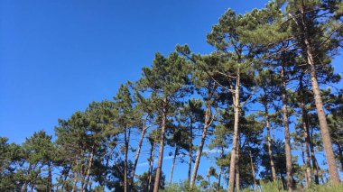 Çam ağaçları arasından parlayan güneşe bakarak.