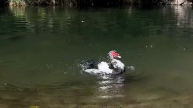 İtalyan usulü aperatif, antipasto şiş ya da fesleğen, salam, mozarella ve domatesli bir çubukta caprese..