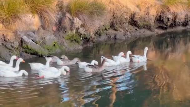 Παπάκια Στη Σειρά Διασχίζουν Λίμνη Ρίπλινγκ Ακολουθούν Μητέρα Πάπια — Αρχείο Βίντεο