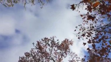 Parkın Termal de Pedras Salgadas 'ı boyunca yürüyüşçülerin bakış açısı. Ağaçların arasından gökyüzüne bakıyorum..