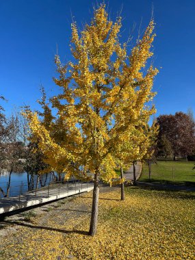 Portekiz, Chaves 'teki Tamega Nehri şehir parkı boyunca yürüyüşçülerin bakış açısı.