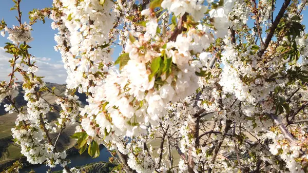 Миндальное Дерево Цветущее Горном Фоне Ранняя Весна Дору Португалия Стоковое Фото