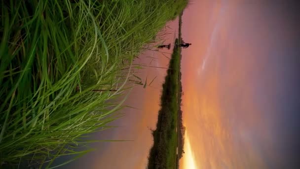 日没の間にポルトガルのリア エイベイロの運河の一つで彼のボードで水の上を滑るハイドロフォイルライダー — ストック動画