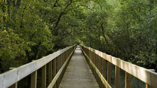 Holzweg Naturpark Lagoas Bertiandos Ponte Lima Portugal lizenzfreie Stockbilder
