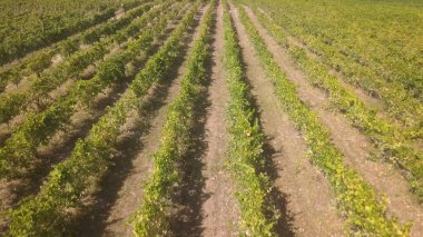 Havadan görünüm, üzüm asma sıraları, bağ, Portekiz