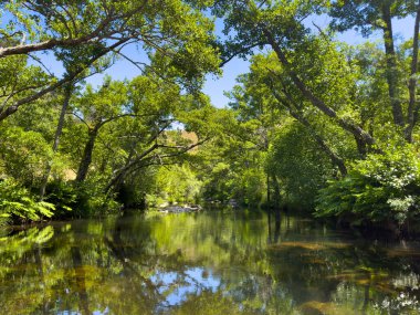 Berrak mavi bir gökyüzünün altında yemyeşil bir ormanda dolaşan sakin bir nehir. Guarda - Portekiz.