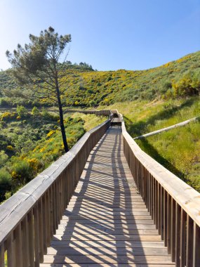 Uçsuz bucaksız mavi gökyüzünün altındaki canlı, çiçeklerle dolu tepelerde dingin bir sahil yürüyüşü. Guarda - Portekiz.