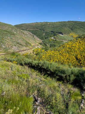 Uçsuz bucaksız mavi gökyüzünün altındaki canlı, çiçeklerle dolu tepelerde dingin bir sahil yürüyüşü. Guarda - Portekiz.