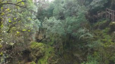 Condeixa, Coimbra Portekiz 'deki Rio de Mouros patikasındaki mistik orman. Yosun kaplı meşe ağaçlarının ve sık çalılıkların arasından süzülerek bükülmüş bir sonbahar günü dalların altında büyüleyici bir doğal tünel oluşturulur..