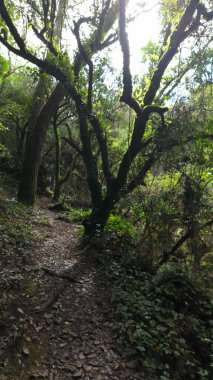 Condeixa, Coimbra Portekiz 'deki Rio de Mouros patikasındaki mistik orman. Yosun kaplı meşe ağaçlarının ve sık çalılıkların arasından süzülerek bükülmüş bir sonbahar günü dalların altında büyüleyici bir doğal tünel oluşturulur..
