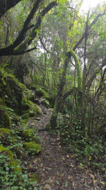 Condeixa, Coimbra Portekiz 'deki Rio de Mouros patikasındaki mistik orman. Yosun kaplı meşe ağaçlarının ve sık çalılıkların arasından süzülerek bükülmüş bir sonbahar günü dalların altında büyüleyici bir doğal tünel oluşturulur..