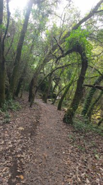 Condeixa, Coimbra Portekiz 'deki Rio de Mouros patikasındaki mistik orman. Yosun kaplı meşe ağaçlarının ve sık çalılıkların arasından süzülerek bükülmüş bir sonbahar günü dalların altında büyüleyici bir doğal tünel oluşturulur..