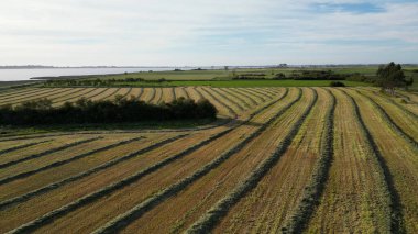 Aerial view of a vast agricultural landscape with rows of hay bales drying in the sun, overlooking a calm body of water. clipart