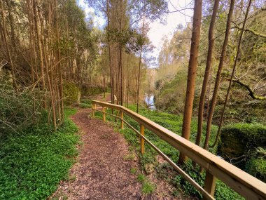 Ağaç korkuluklu bir yol, gür bir ormanın içinde, Cascata do Outeiro 'nun aşağısındaki dereyi gösteriyor. Sahne Oliveira de Azemeis 'in dingin güzelliğini yakalar..