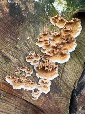 Açık kahverengi ve beyaz mantarların hayran benzeri bir düzeni desenli bir ağaç yüzeyinde yetişir. Hassas ve dalgalı kenarlar çarpıcı bir doğal desen oluşturuyor..