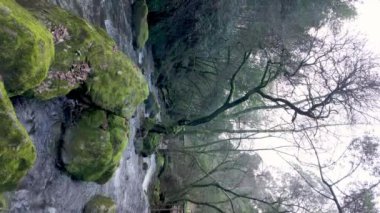 Cascata do Outeiro yakınlarındaki bir derenin yanında yosun kaplı bir ağaç duruyor. Sahne, Oliveira de Azemis 'teki bu doğal manzaranın vahşi güzelliğini yakalar..