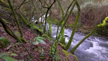 Cascata do Outeiro yakınlarındaki yemyeşil bir ormandan akan bir dere. Bu sahne Oliveira de Azemis 'in doğal güzelliğini yansıtıyor..