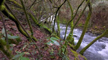 Cascata do Outeiro yakınlarındaki yemyeşil bir ormandan akan bir dere. Bu sahne Oliveira de Azemeis 'in doğal güzelliğini yansıtıyor..