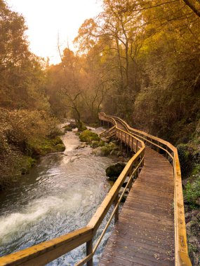 A winding wooden walkway follows a rushing river through a sun-dappled forest near Cascata do Outeiro. The golden light creates a warm and inviting atmosphere, highlighting the natural beauty of Oliveira de Azemeis. clipart