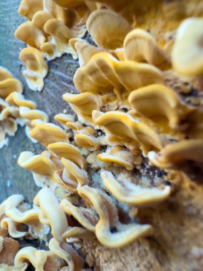 Bir grup canlı sarı mantar çürüyen bir yüzeyde gelişerek doğanın çürümesinin karmaşık güzelliğini gözler önüne seriyor..