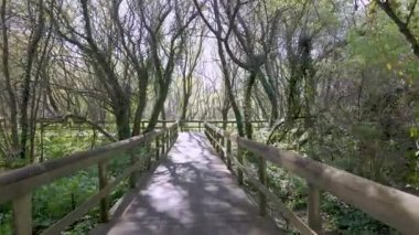 Parque das Ribeiras 'daki ağaçların arasından uzanan tahta köprü. Parlak bir gökyüzünün altındaki gölgeler. Yeşilliklerle çevrili..