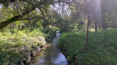Parque das Ribeiras 'daki yemyeşil bitki örtüsünden akan yumuşak akarsu ağaçların arasından süzülen güneş ışığı suda ve kıyılarda noktalı ışık yaratıyor..