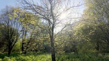 Parque das Ribeiras 'ta filizlenen ağaçların arasından güneş ışığı akar, taze yeşil yaprakları aydınlatır ve parkta parlak, doğal bir manzara yaratır..