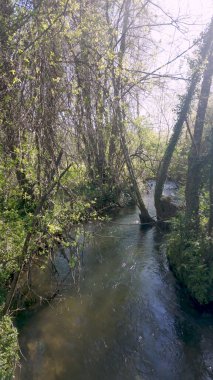 Uma nehri yavaşça Parque das Ribeiras 'ın içinden akar, güneş ışığı ağaçların arasından süzülür, suların yüzeyine yansımalar yayar, yemyeşil kıyılarla çevrilidir..